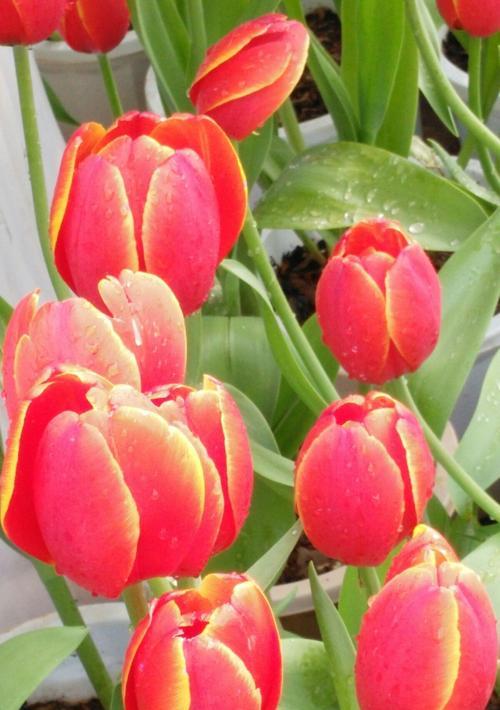 粉郁金香花语（鲜花中的柔情）