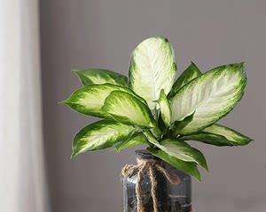 探寻粉黛万年青花的深意（传承千年的美丽与智慧）