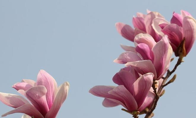 广玉兰花（传递生命力和美丽的广玉兰花）