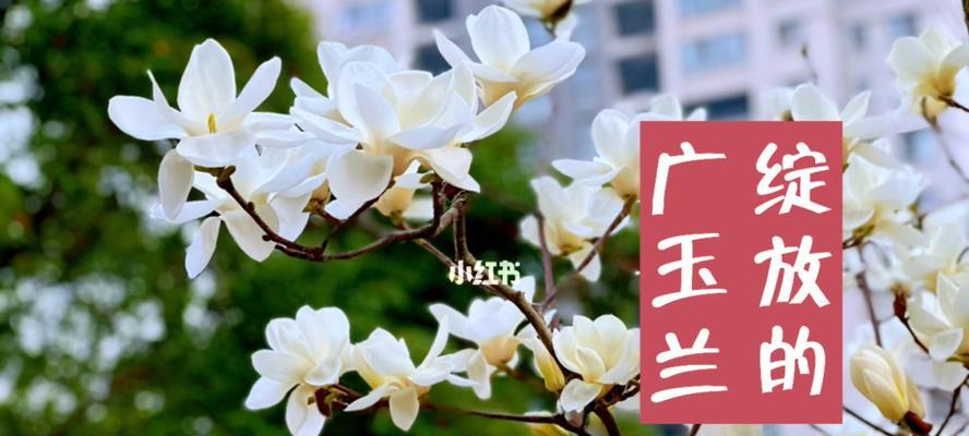 广玉兰花（探寻广玉兰花的文化内涵与美学魅力）