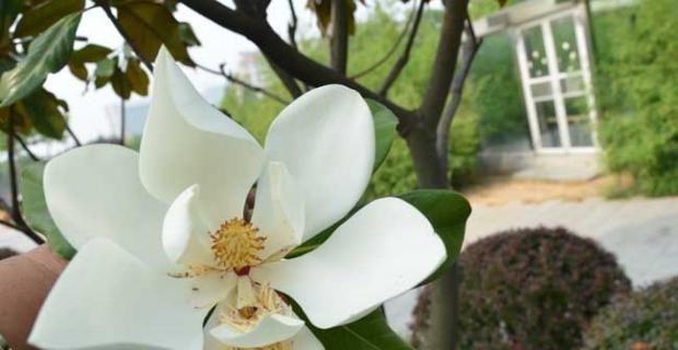 广玉兰花（探寻广玉兰花的文化内涵与美学魅力）