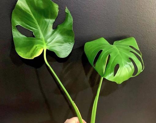 龟背竹的花语与寓意（探索龟背竹的象征意义和文化特点）