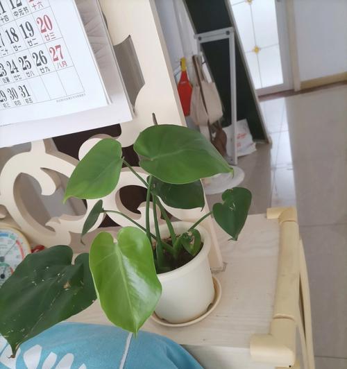 龟背竹浇花语录，与花儿的灵性对话（用语言诉说花儿的美丽）