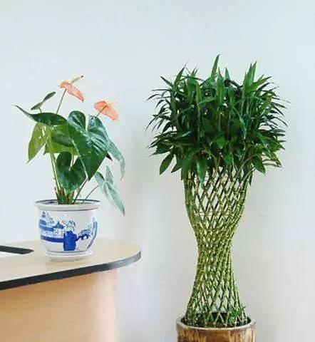 龟背竹浇花语录，与花儿的灵性对话（用语言诉说花儿的美丽）