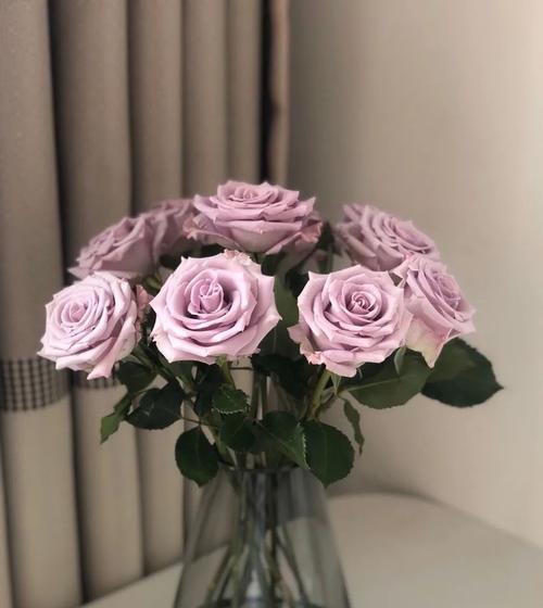 海洋之歌玫瑰花语（海的浪漫与玫瑰的芬芳）