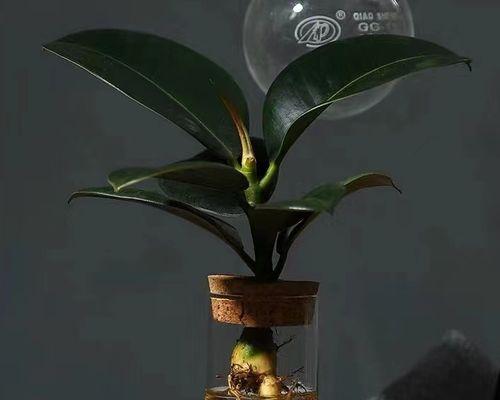 黑金刚橡皮树（探索黑金刚橡皮树的生命之道）