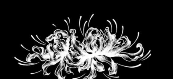 黑色风信子花语（探索黑色风信子背后的意义与传说）