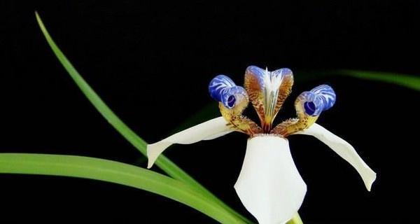 黑色风信子花语（探索黑色风信子背后的意义与传说）