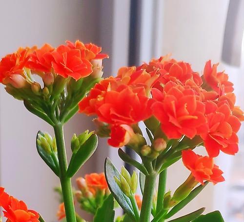 红色长寿花花语的深意（传承生命之美）