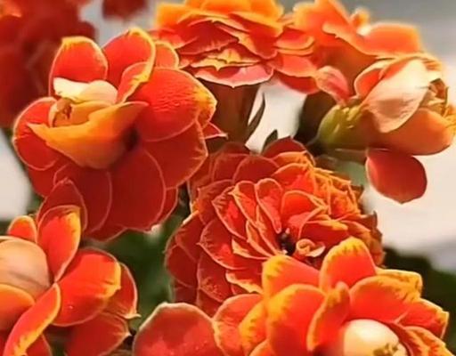 红色长寿花花语的深意（传承生命之美）