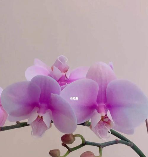 蝴蝶兰花语的含义（探索蝴蝶兰的隐含信息）