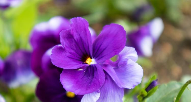 紫色的花是什么花（紫色花代表的意义）
