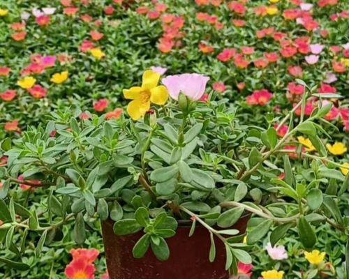 太阳花的种植和养护方法（家养太阳花的注意事项）
