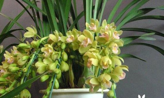 大花蕙兰什么时候开（观赏大花蕙兰花期简介）