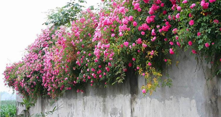 爬墙月季花怎么管理（有关月季花养护技巧）