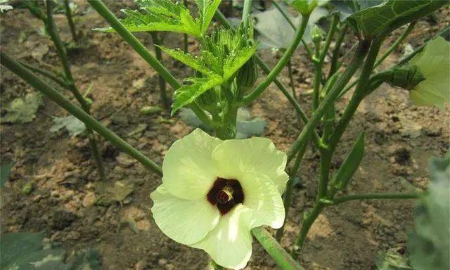 夏天可以种植什么蔬菜（分享适合夏季种植的蔬菜）