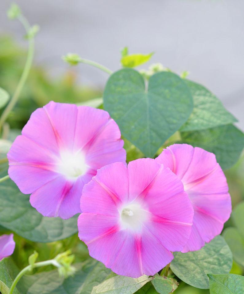 牵牛花什么季节开（观赏牵牛花花期简介）