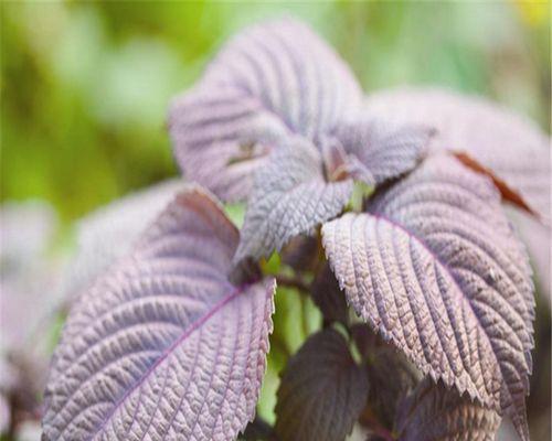 紫苏种子怎么种植（紫苏种子种植方法和时间）