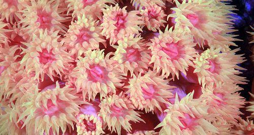 珊瑚分为几种类型（珊瑚的种类大全介绍）