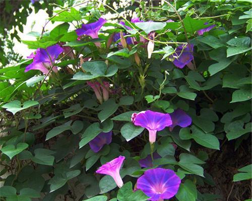 牵牛花八月份还能种吗（牵牛花种植时间和方法）