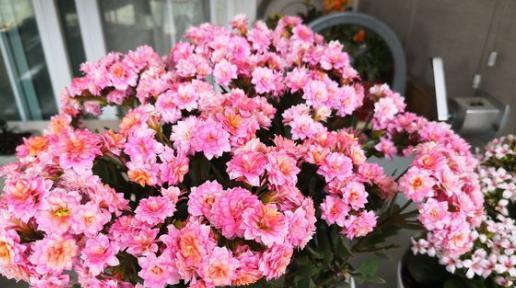 长寿花怎么修剪（有关长寿花的修剪方法和时间）