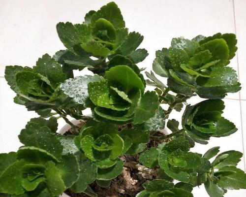 长寿花怎么修剪（有关长寿花的修剪方法和时间）