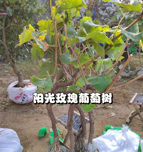 葡萄树苗怎么栽种（葡萄树苗种植时间和方法）