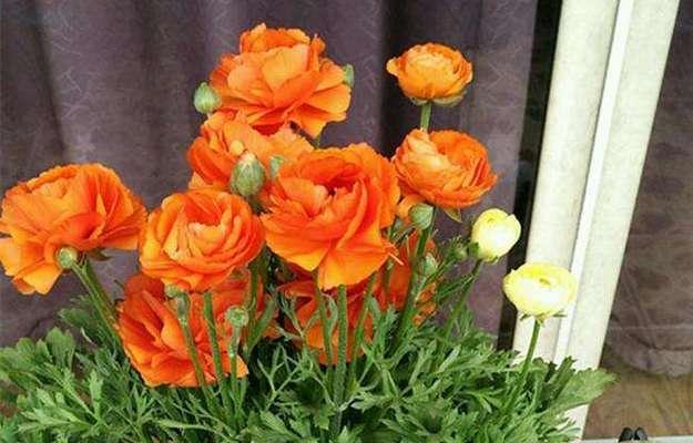 花毛樱种植时间（花毛樱种植方法与时间）