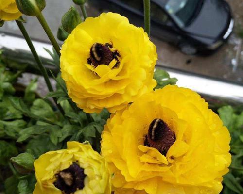 花毛樱种植时间（花毛樱种植方法与时间）