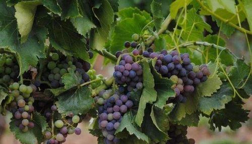 葡萄主要栽培模式有哪些种类（详解葡萄种植技术和管理）