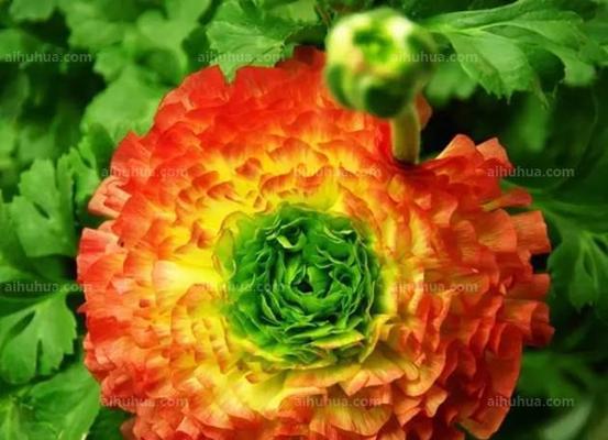 花毛樱花一年开几次花（花毛樱花开花季节）