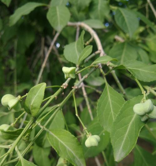 樱桃种子怎么发芽（樱桃种子种植方法和时间）