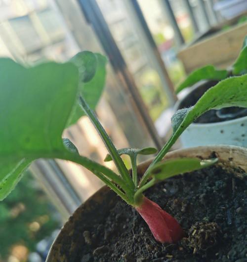 樱桃种子怎么发芽（樱桃种子种植方法和时间）