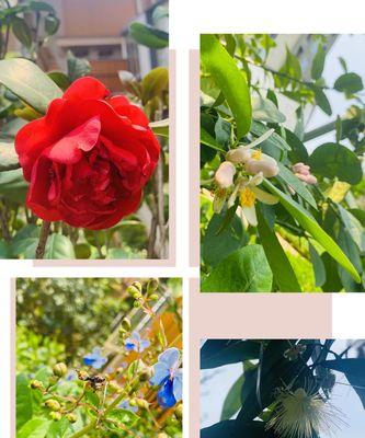 樱桃种子怎么发芽（樱桃种子种植方法和时间）