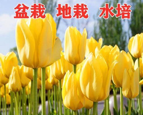 郁金香种子怎么种植（郁金香的栽培方法）