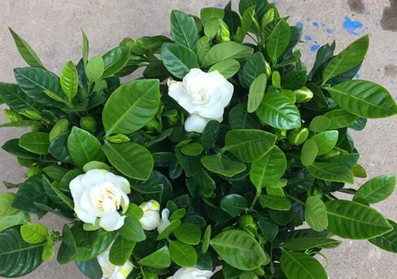 栀子花怎么养（栀子花养殖方法与技巧）