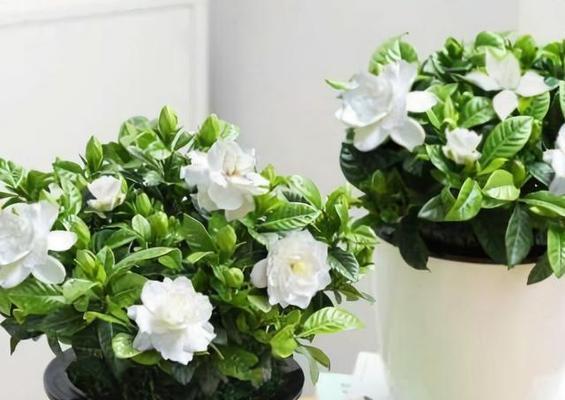 栀子花怎么养（栀子花养殖方法与技巧）