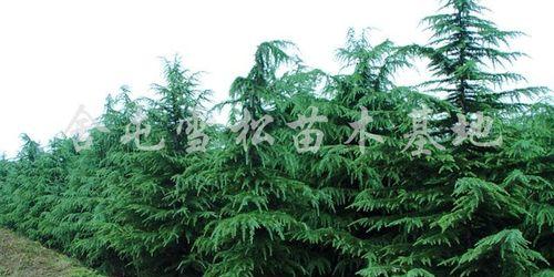 雪松种子种植方法（雪松的栽培技术要点）