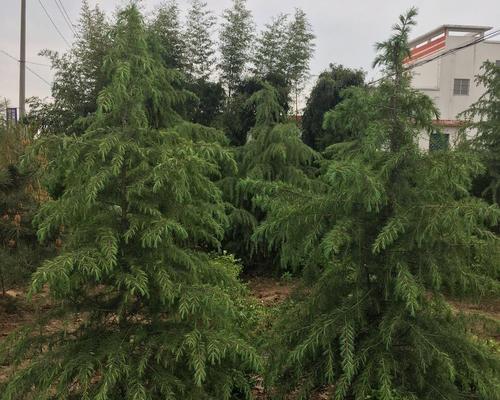 雪松种子种植方法（雪松的栽培技术要点）