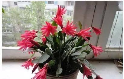 蟹爪兰怎么上盆好看（养护蟹爪兰的注意事项）