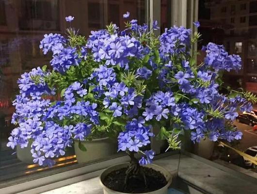 夏天开的花有哪几种（盘点四种代表夏天的花）
