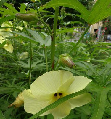 秋葵9月份可以种吗（秋葵的种植时间和方法）