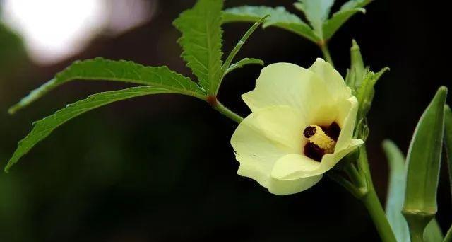 秋葵9月份可以种吗（秋葵的种植时间和方法）