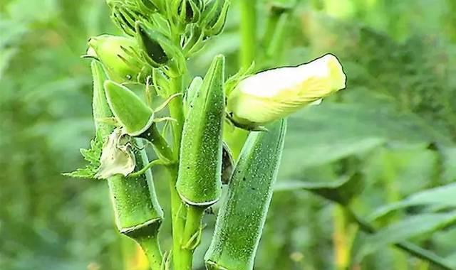 秋葵9月份可以种吗（秋葵的种植时间和方法）