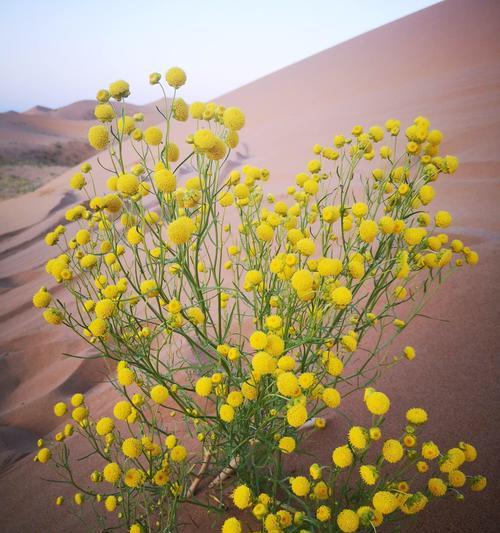 沙漠里有哪些植物（沙漠中的植物多样性）