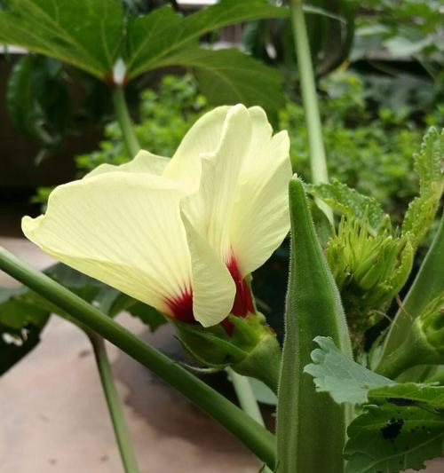秋葵籽怎么种植（秋葵种植方法和时间）