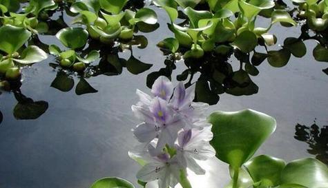 水葫芦的作用是什么（水葫芦的生活方式）