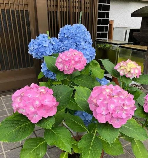养绣球忌讳是什么（简述绣球花的种植方法）