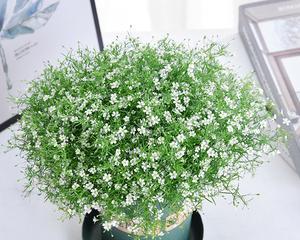 满天星种子种植过程（从播种到开花）