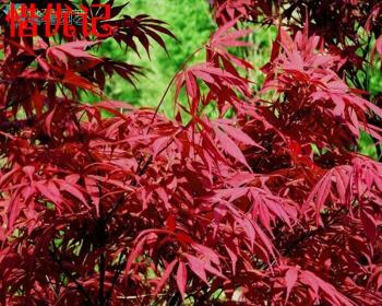 红枫移栽多久能缓过来